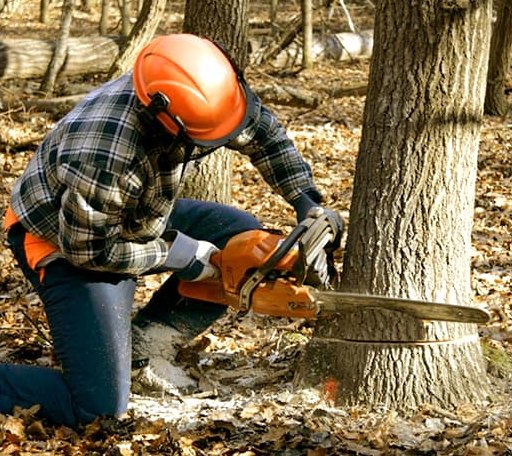 Tree Removal in Camp Dennison, OH
